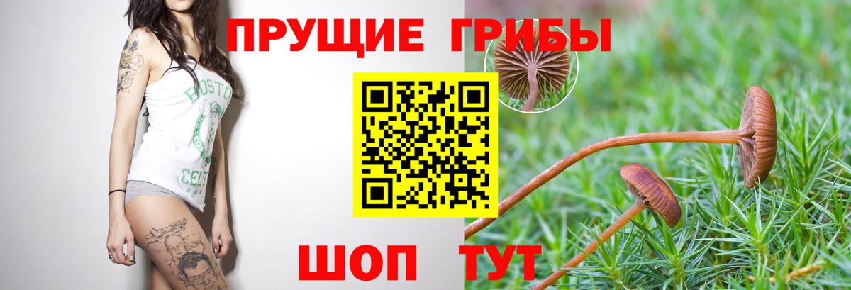 Псилоцибиновые грибы Cubensis  Псилоцибиновые грибы прущие грибы  Каменск-Уральский  как найти наркотики  Вход с VPN 